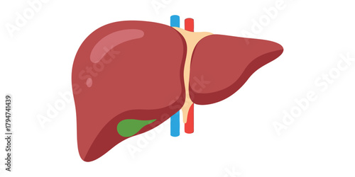Stylized Anatomical Illustration of a Liver for Medical and Educational Use