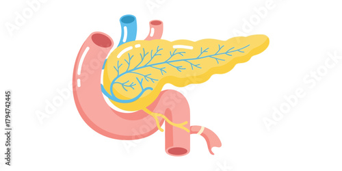 Pancreas Illustration Anatomy of the Human Digestive System