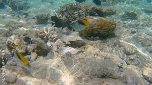 Underwater seascape on the coral reef in Red Sea, Egypt