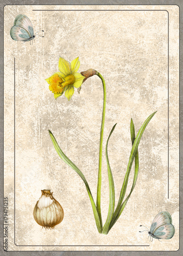 Vintage background with Hand Drawn Narcissus Botanical Illustration