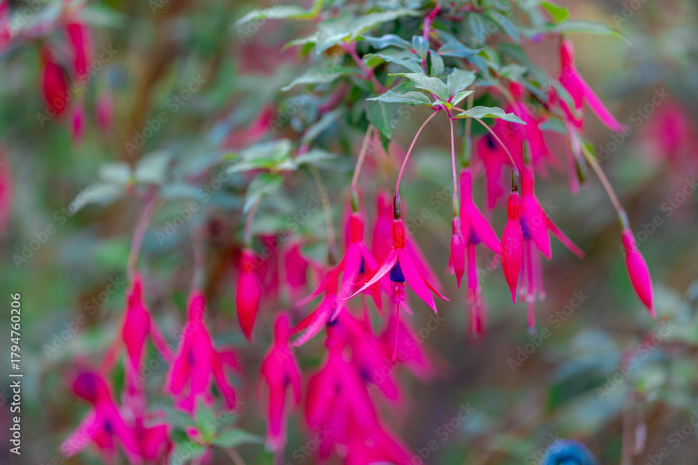 Fototapeta premium Selective focus of Fuchsia magellanica, Red pink flower in the garden, Hummingbird or hardy fuchsia is a species of flowering plant in the family Evening Primrose family, Nature floral background.