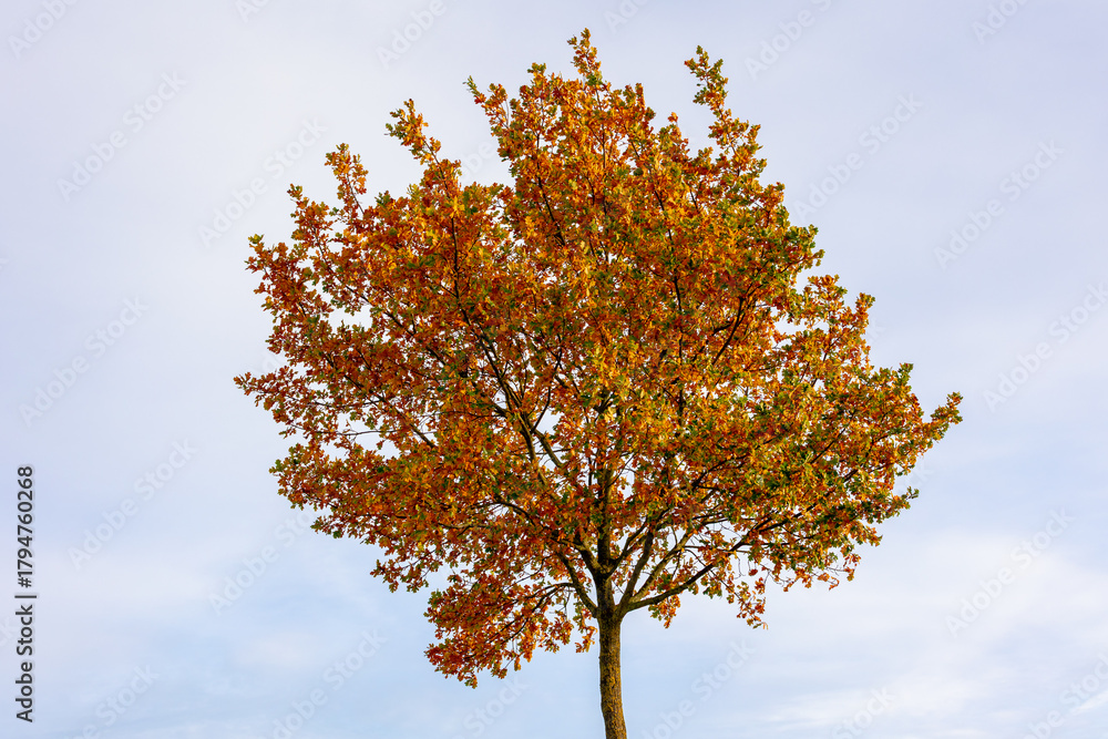 Naklejka premium Autumn landscape, A bush of tree with yellow orange leaves and acorn on the tree under blue sky, An oak is a hardwood tree or shrub in the genus Quercus of the beech family, Abstract nature background