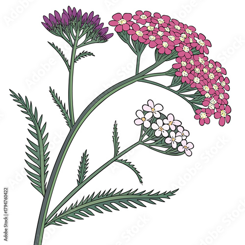 yarrow bud with leaves
