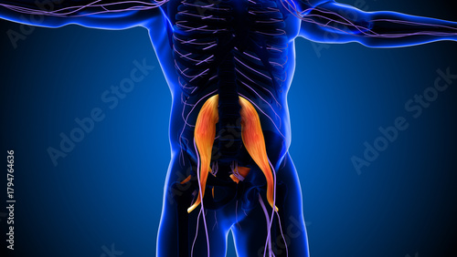Highlighted Psoas Muscles in Human Body Anatomy Visualization