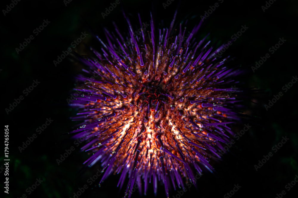 Fototapeta premium purple sea urchin. Purple sea urchin on a black background.