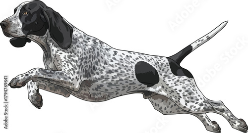 Grand Bleu de Gascogne dog jumping leaping vector illustration