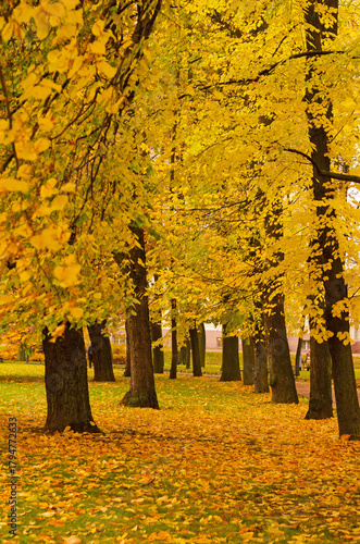 Autumn park in october.Autumn landscape.Vertical