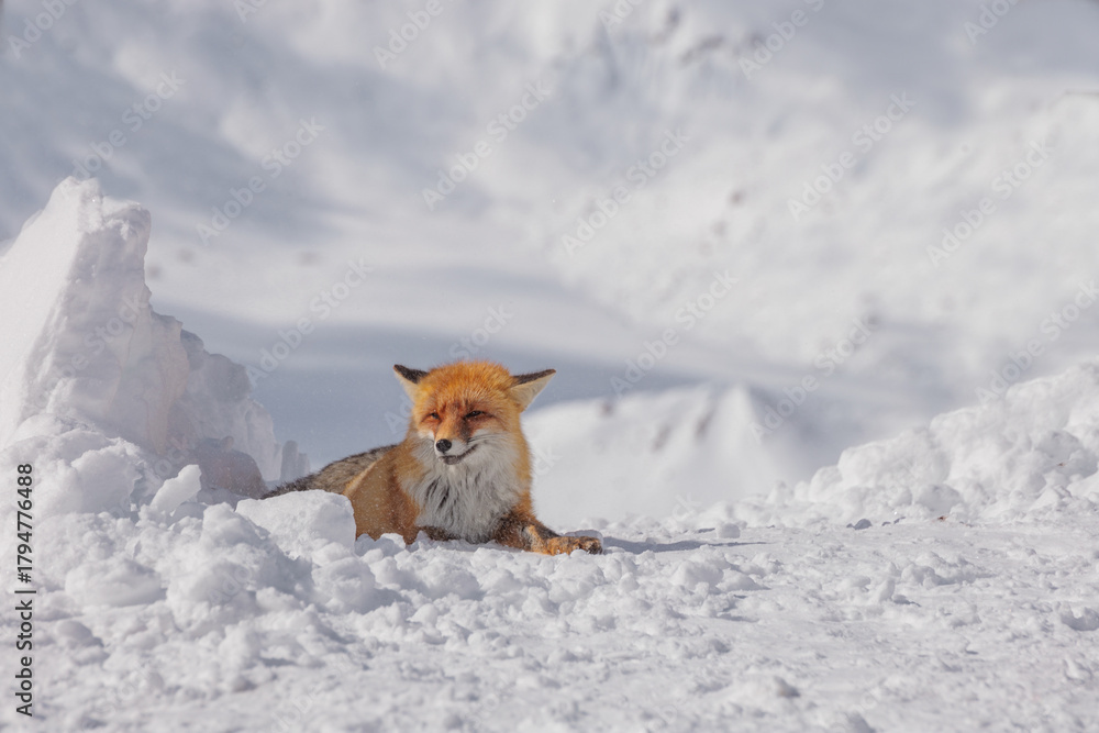 Obraz premium Red fox rests in a snowy landscape. The fox has a bushy tail and bright orange fur, blending with the winter scenery.