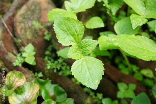 Wallpaper Mural Close-up of Fresh Green Leaves with Mossy Background Bokeh Torontodigital.ca