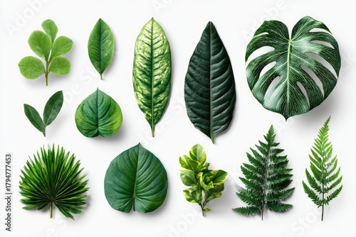 Assortment of diverse green leaves against a stark white backdrop