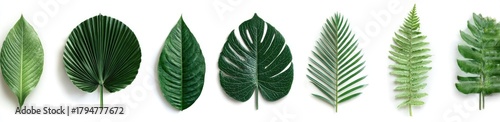 Assortment of diverse green leaves displayed against a white background