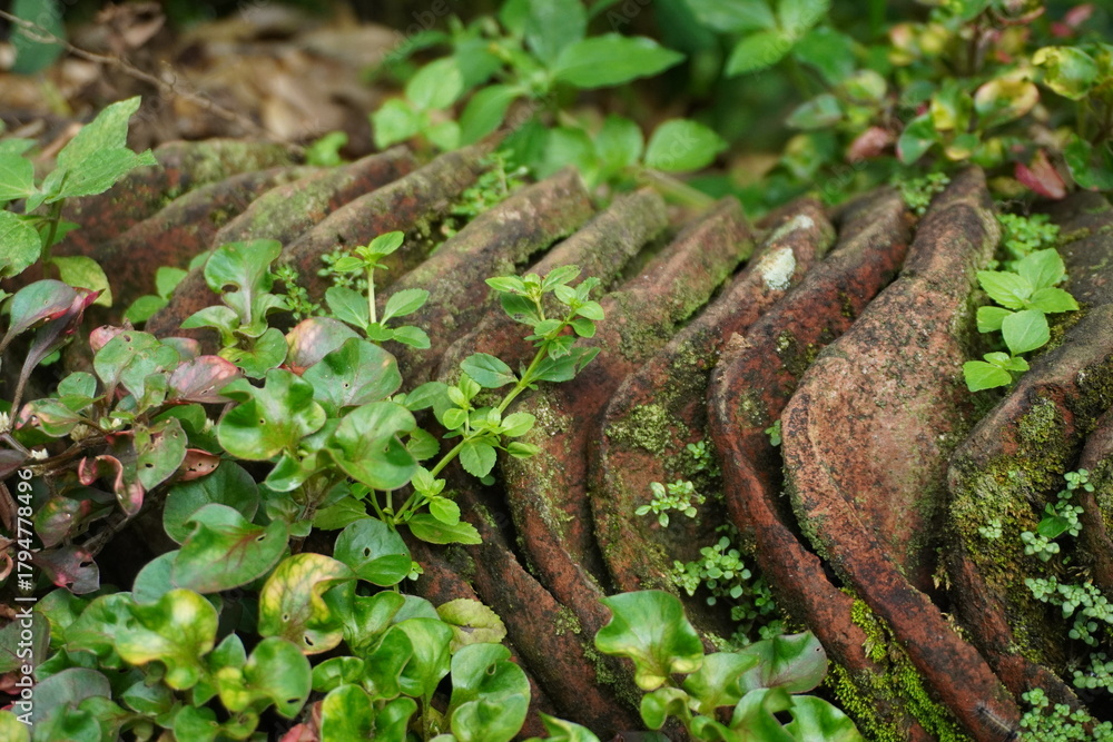 Fototapeta premium Lush Green Plants Growing on Old Mossy Terracotta Roof Tiles