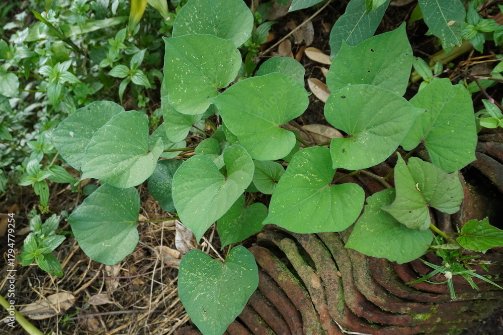 Fototapeta premium Heart-Shaped Sweet Potato Leaves Growing on Old Clay Tiles