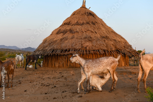Goats of Hamer tribe village near Turmi on Ethiopia