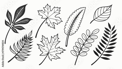 Hand Drawn Vector Botanical Leaves Line Art Collection Assorted Autumn Fall Nature Elements for Graphic Design Web Print Education