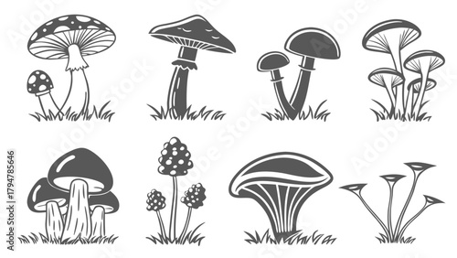 Engraved Autumn Mushroom Illustrations Growing in Woodland Grass for Organic Food Packaging Nature Education Rustic Design Foraging