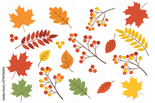 Collection of autumn leaves and berries