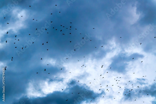 Starlings Murmurating at Dusk