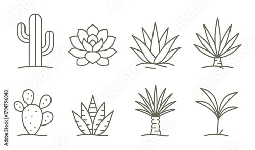 Diverse cactus and succulent line art against a subtle brown background