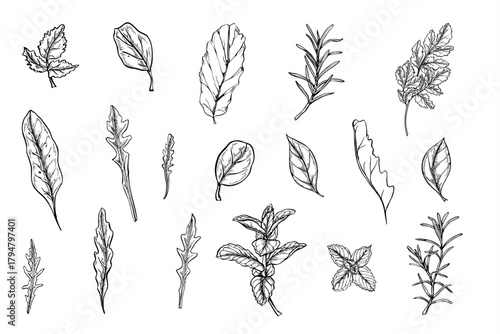Fresh healthy microgreen leaves clip art vector isolated illustration painted by black inks. Hand drawn basil, oregano, lettuce salad leaf, chard beet, rosemary, parsley herbs set realistic sketch