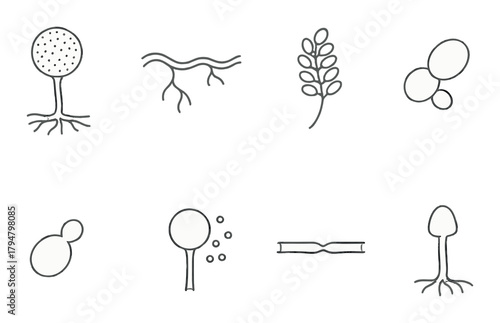 Abstract chart of various fungal structures on dark background