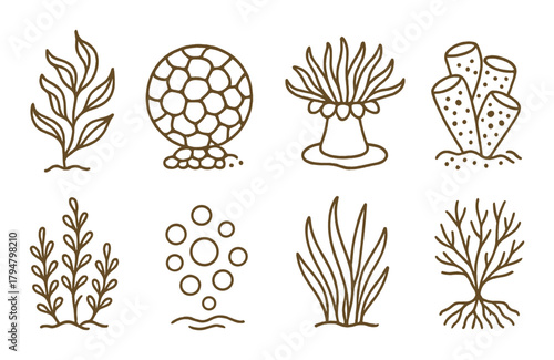 Set of vector algae icons with seaweed and coral elements