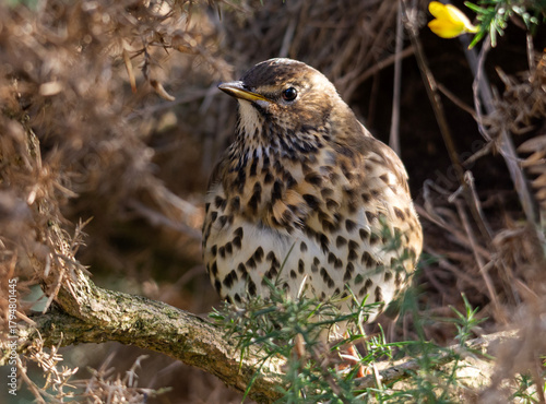 Song Thrush posing in the bracken