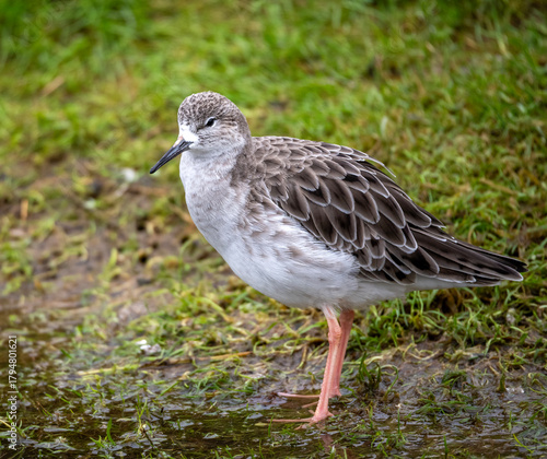 Ruff on the seashore