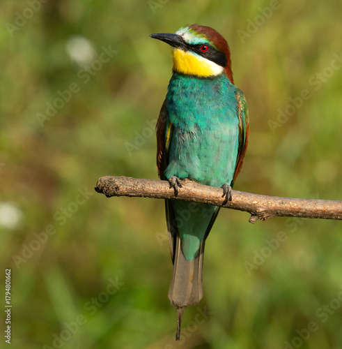 Bee-eater on a branch