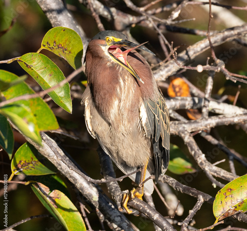 Green Heron on a branch