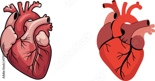 Pair of Human Anatomical Heart Vector Illustrations: One Detailed and One Simplified Flat Style, Essential Medical Graphics for Cardiology, Health, and Biology Education Diagrams.