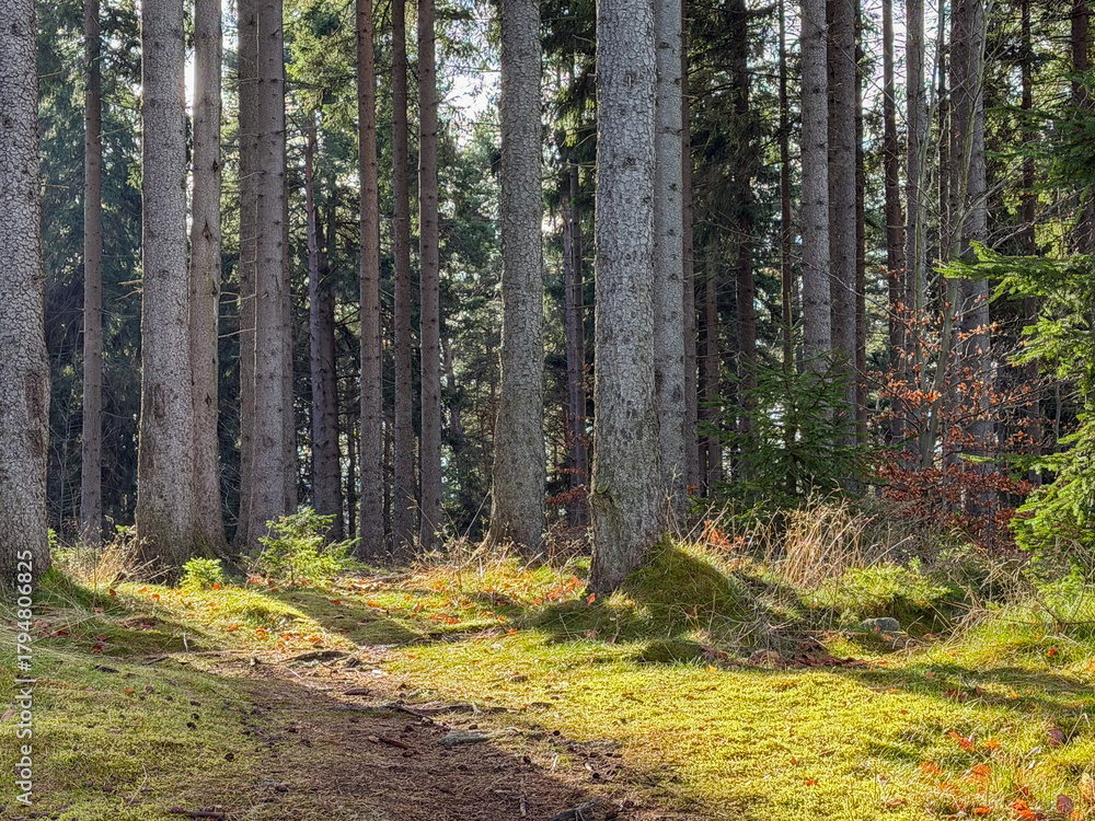 Fototapeta premium Forest path through tall pine trees with sunlight on mossy ground. Peaceful woodland trail in early autumn