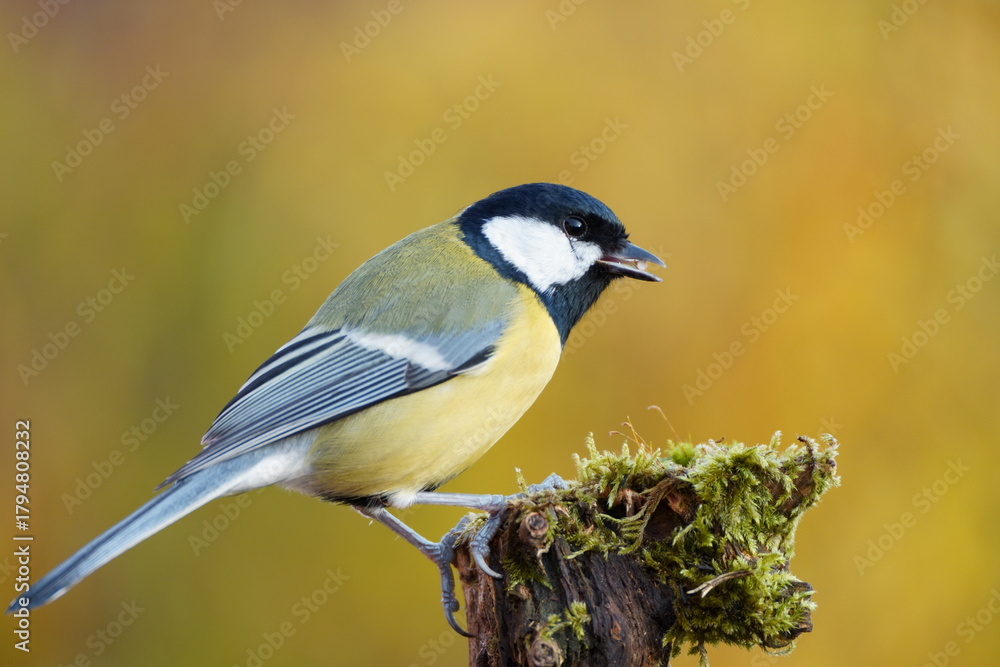 Naklejka premium Great Tit (Parus major) perched on a mossy log with an autumnal background