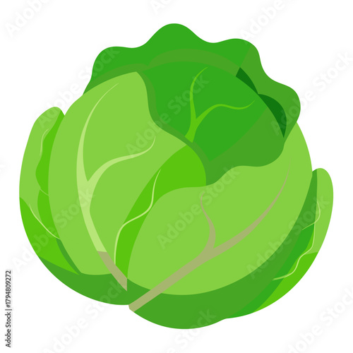 vector illustration of a cabbage