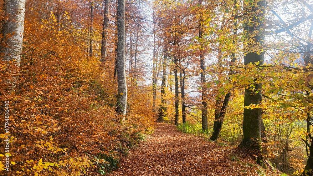 Obraz premium A peaceful autumn forest scene filled with warm yellow, golden, and rust-red tones. A quiet footpath covered in brown leaves leads through the lush forest