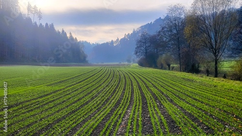Fotografie A peaceful landscape of a freshly sown field featuring bright green, perfectly symmetrical lines of young grass