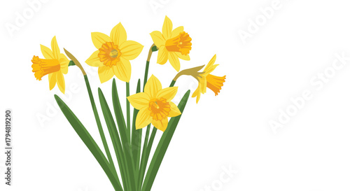 A beautiful bunch of yellow daffodils in full bloom with green leaves on a white background.