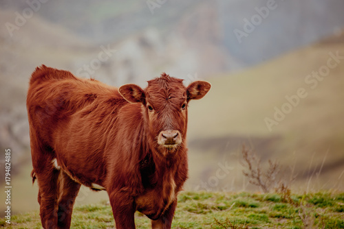 Brown little calf stands in the background of mountains and meadows and looks at the camera