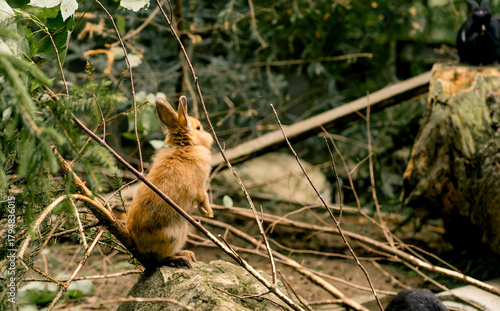 Red field rabbit (Oryctolagus cuniculus) on a fallen tree at a petting zoo in Austria