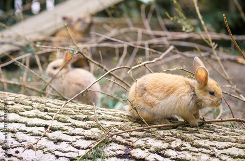 Two red field rabbits (Oryctolagus cuniculus) on a fallen tree at a petting zoo in Austria