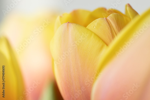 Yellow-orange bouquet of tulip flowers close up