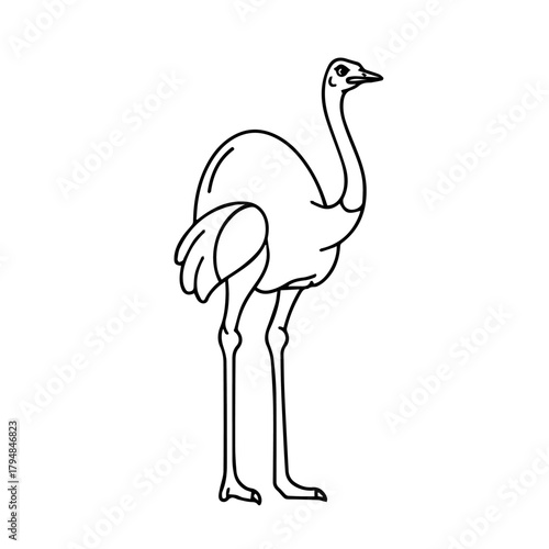 Minimalist outline drawing of a standing ostrich. A simple black and white line art icon of the large flightless African bird, isolated vector