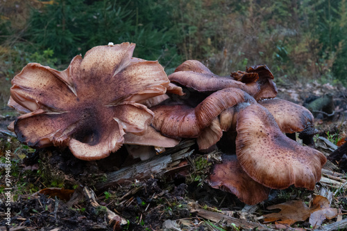 Group of Honey mushrooms,  Armillaria ostoyae