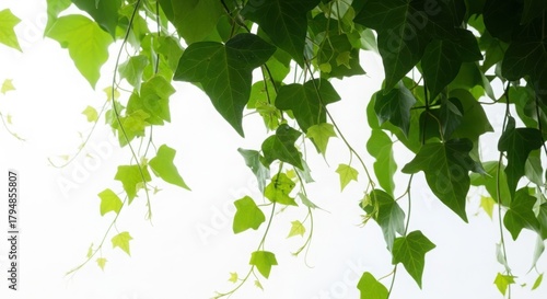 3d lush green ivy vines hanging down isolated on transparent background