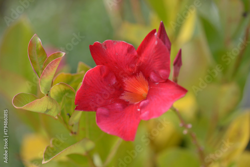 マンデビラ・スタンドアップ