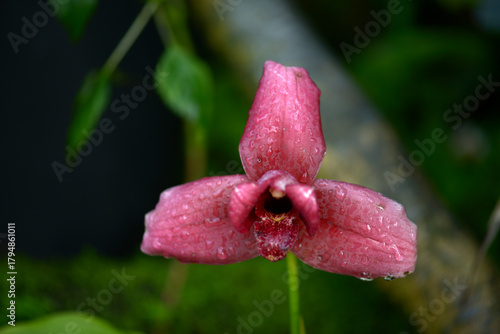 リカステ・チタサンセット　蘭の花