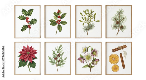 Watercolor Christmas Botanical Set – Holly, Poinsettia, Greens & Spices