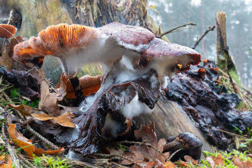 Group of moldy Honey mushrooms,  Armillaria ostoyae