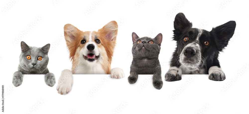 Obraz premium Cute cats and dogs peeking out of banner with paws on it. White background