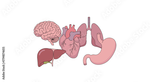 An illustration of the human body's vital organs including the brain heart lungs liver and stomach.